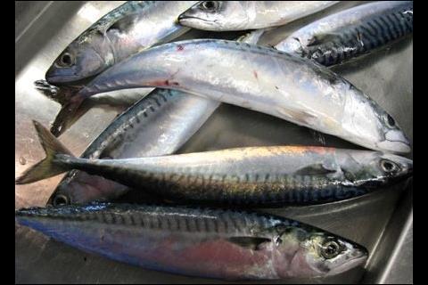 North East Atlantic mackerel stocks are at their highest level in 26 years. Credit: NOAA Northeast Fisheries Science Center